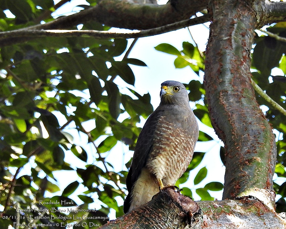 Roadside Hawk - ML40139591