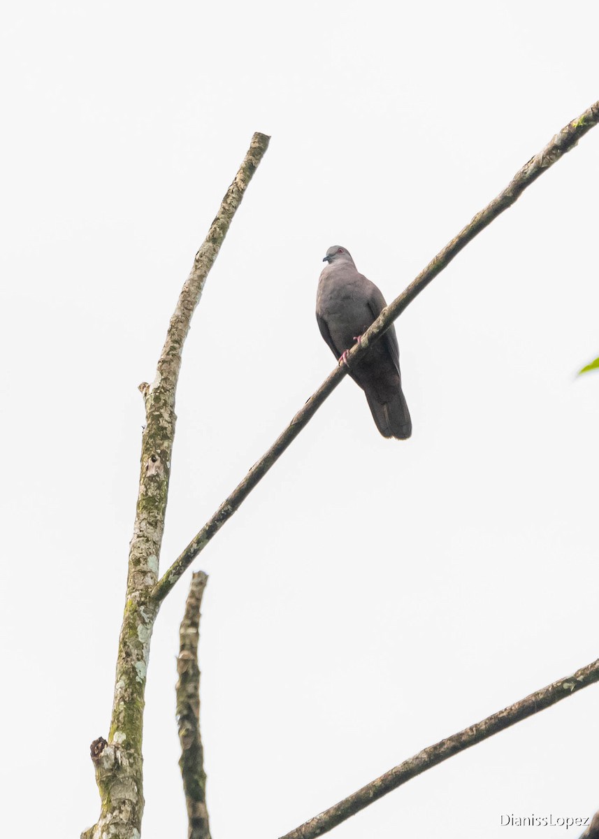 Dusky Pigeon - ML401396321