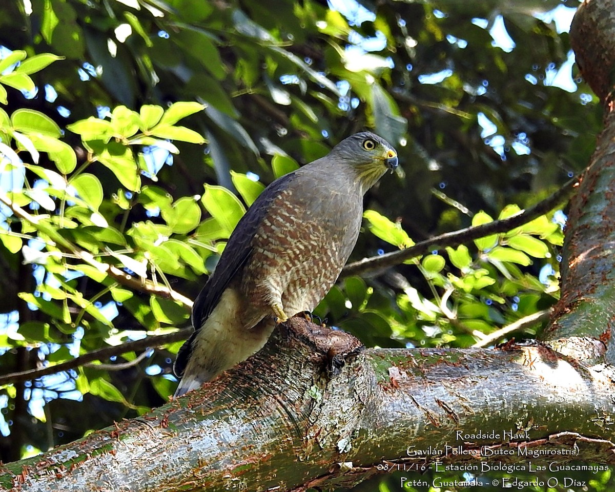 Roadside Hawk - ML40139651