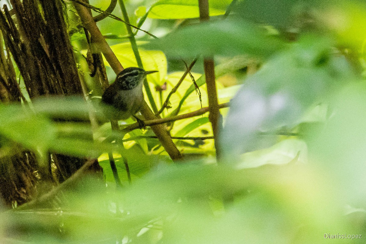 White-breasted Wood-Wren - ML401397271