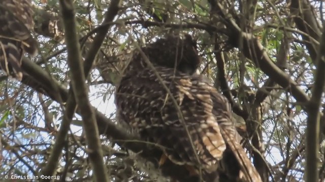 Powerful Owl - ML401397321