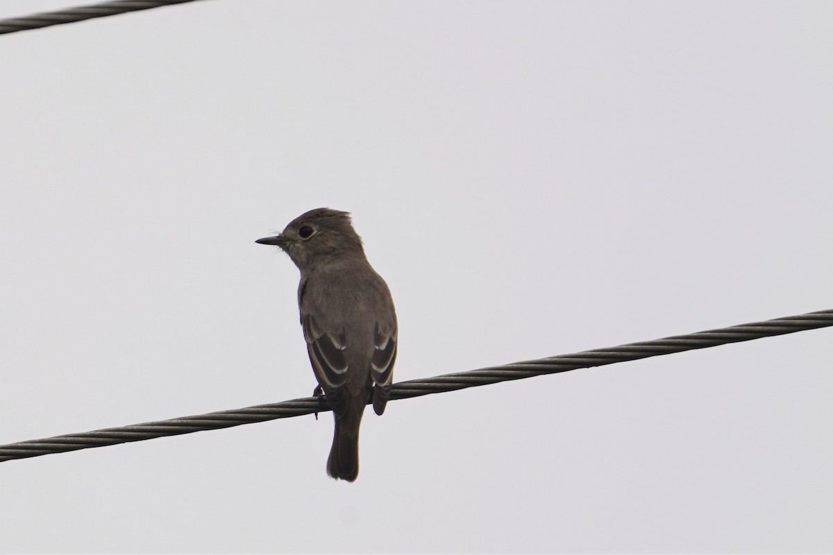 Asian Brown Flycatcher - ML401397531