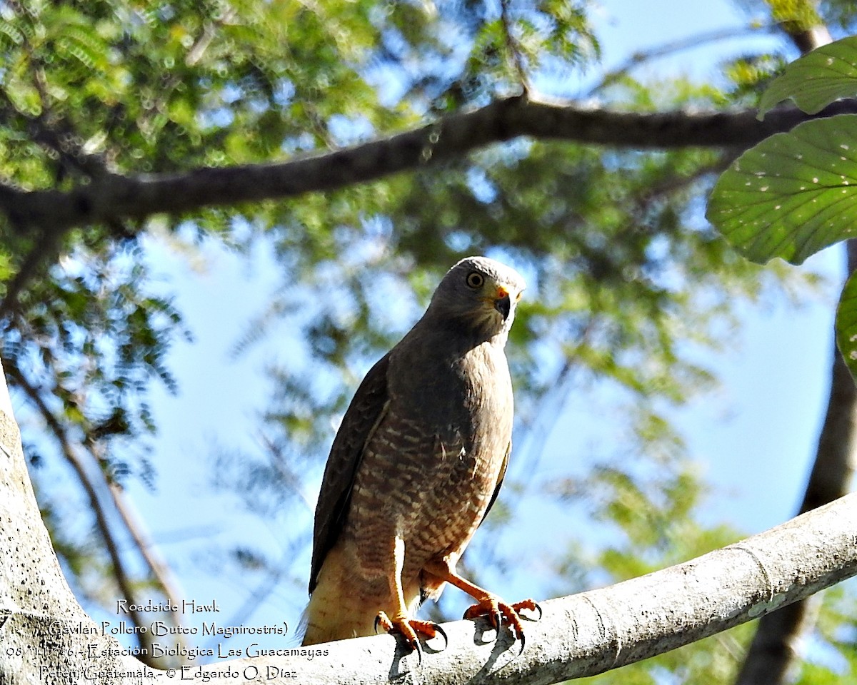 Roadside Hawk - ML40139771