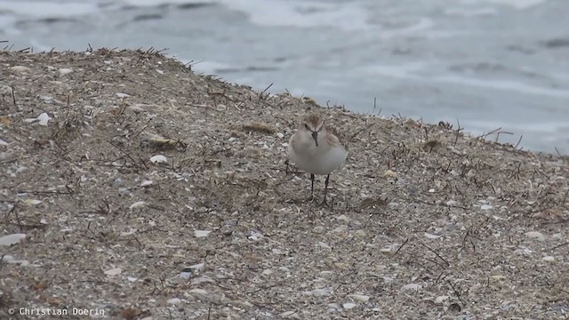 Rotkehl-Strandläufer - ML401398071