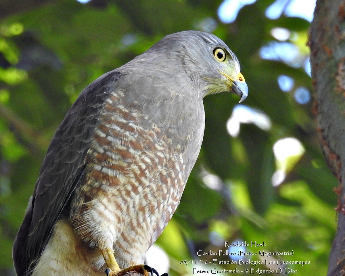 Roadside Hawk - ML40139861