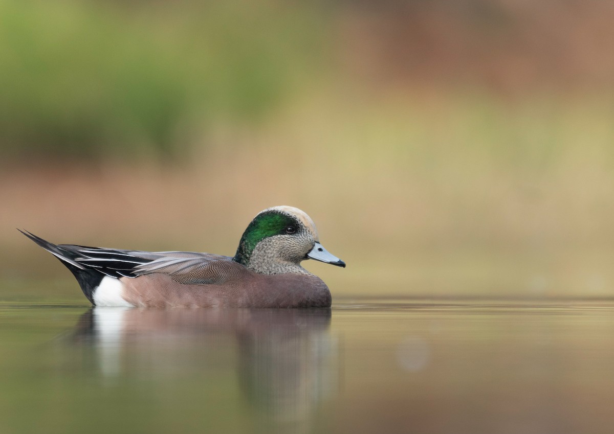 American Wigeon - ML401400321