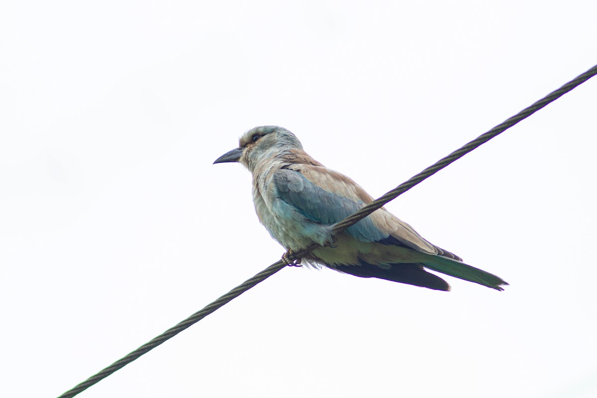 ub. råke (Coracias sp.) - ML401400831