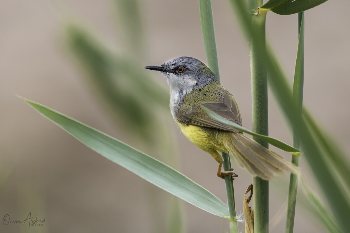 Yellow-bellied Prinia - ML401402161