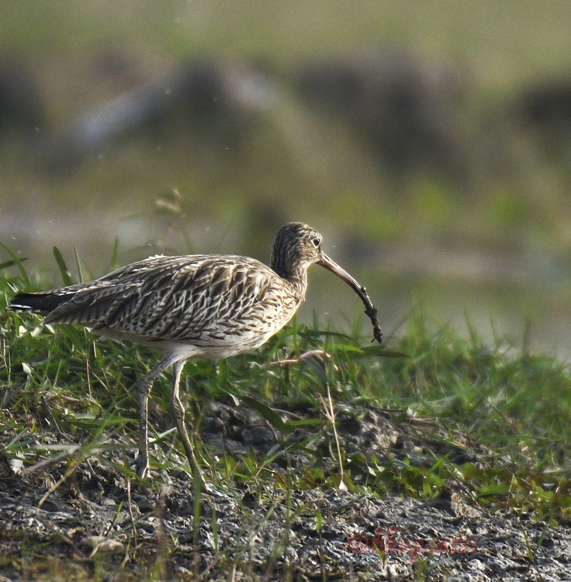 Eurasian Curlew - ML401403671