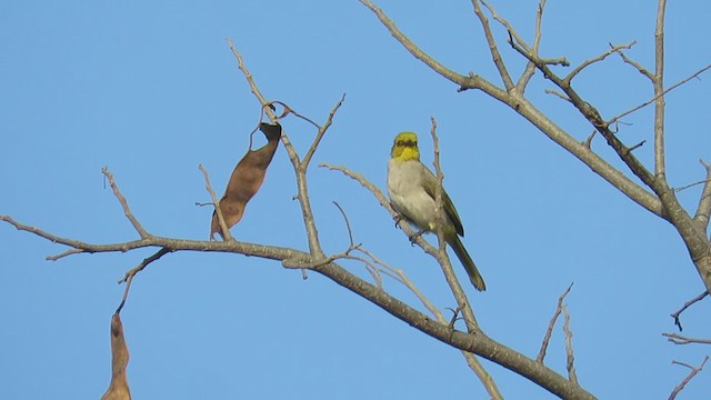 Yellow-throated Bulbul - ML401403731