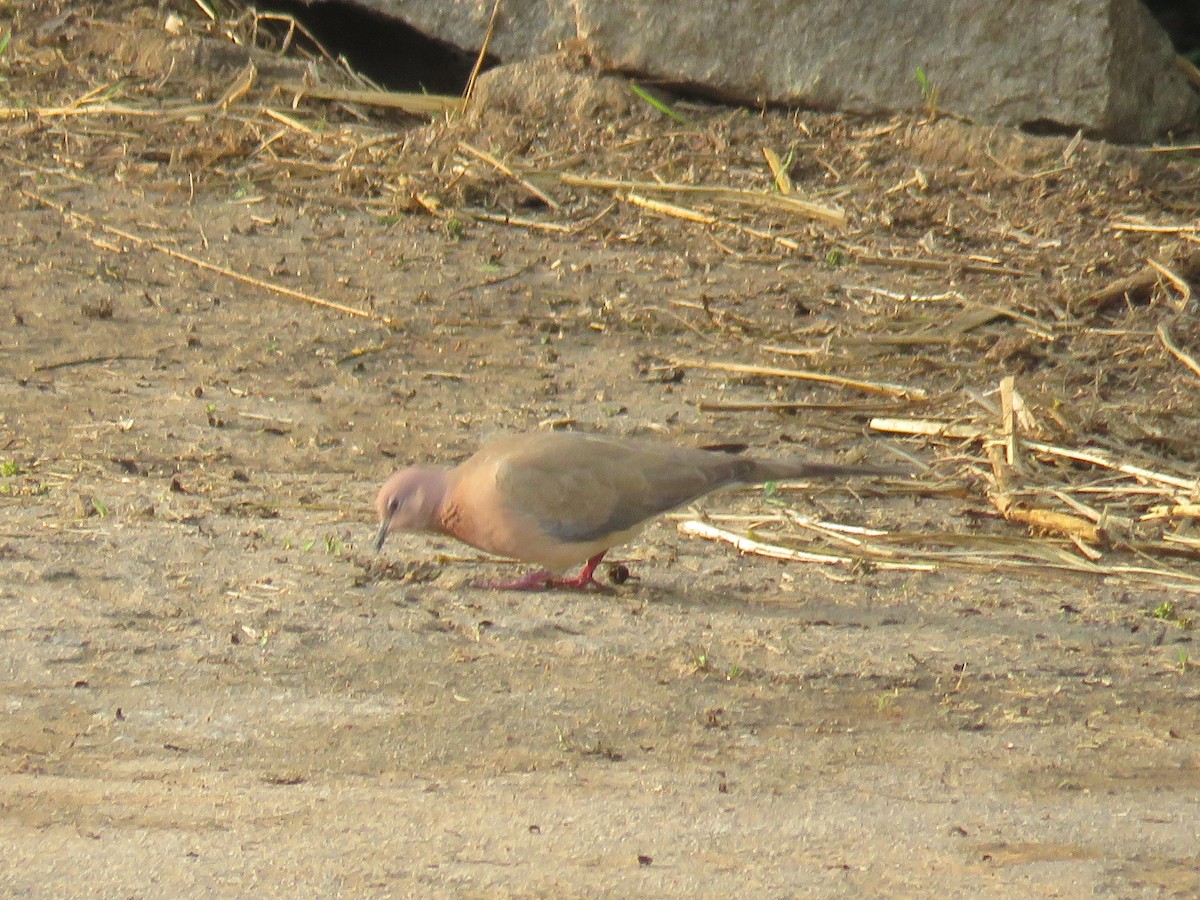 Laughing Dove - ML401405401