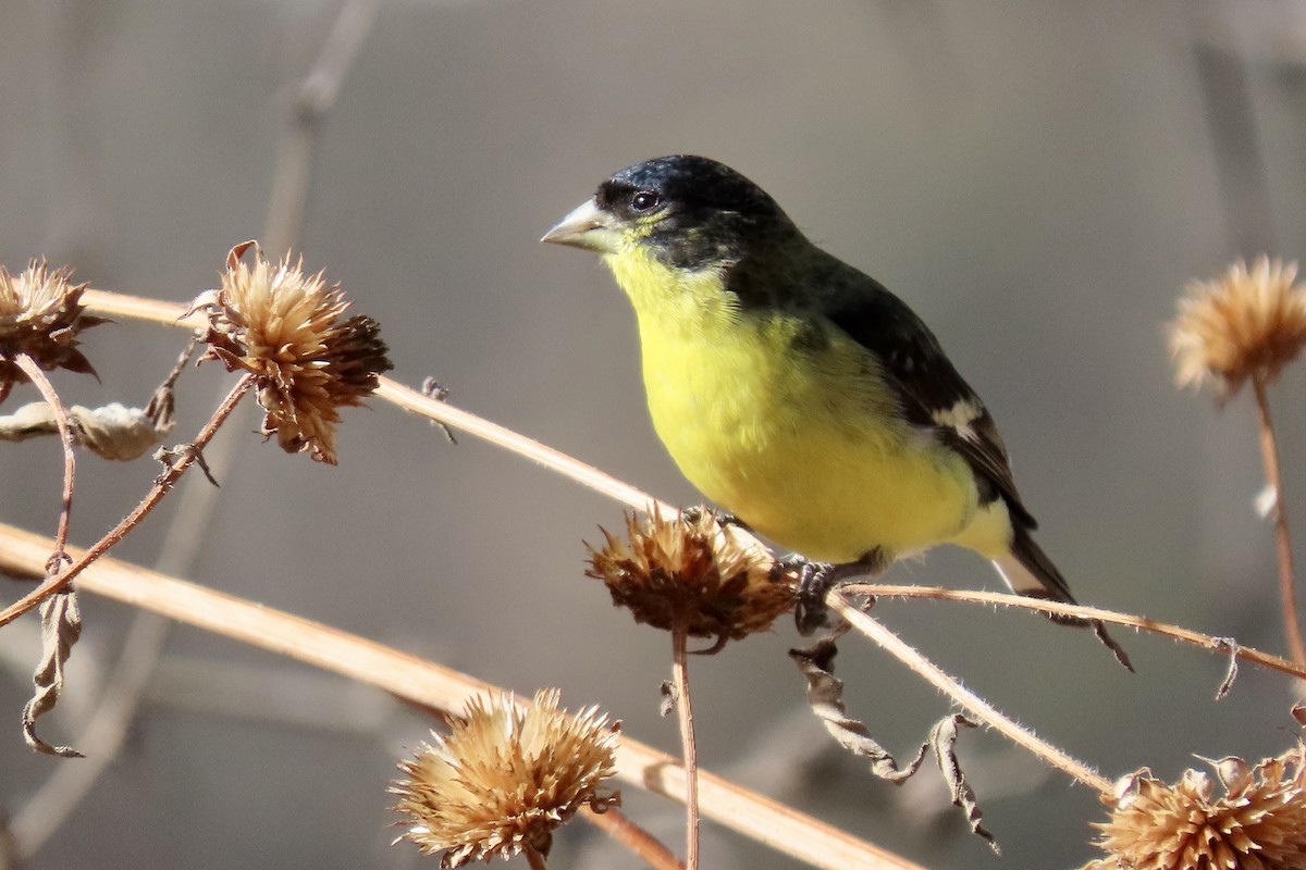 Lesser Goldfinch - ML401405561