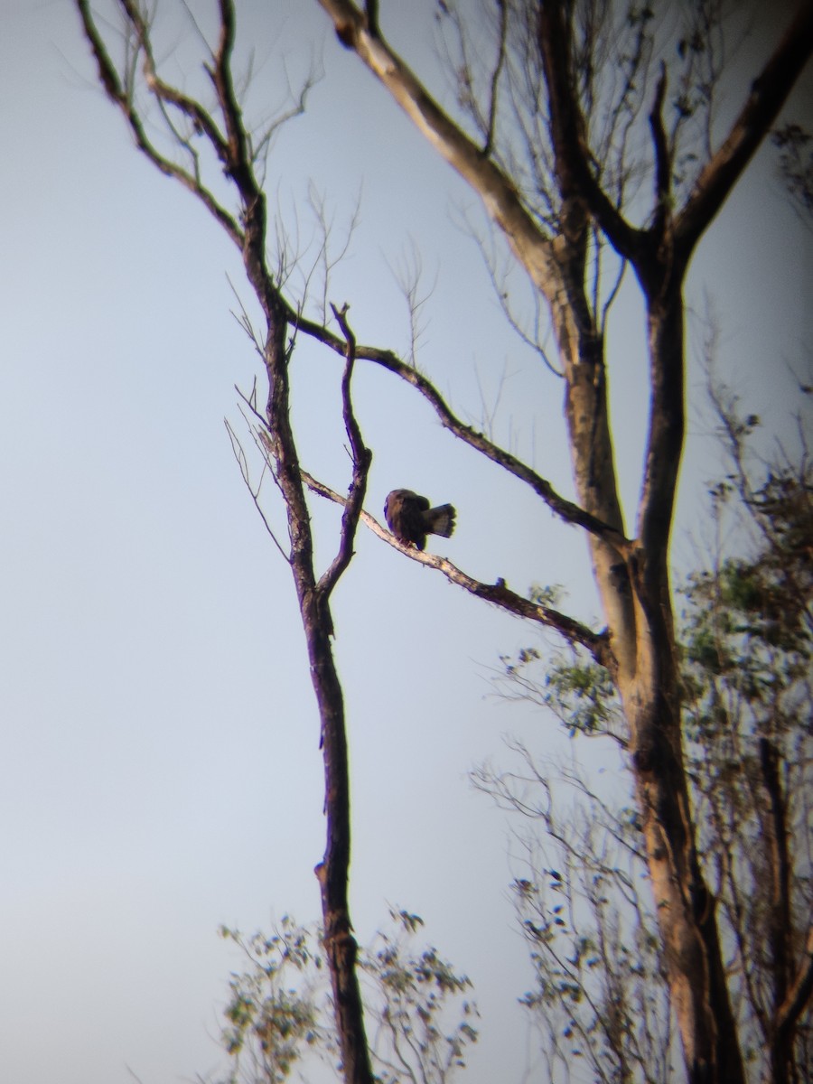 Common Buzzard - ML401406361