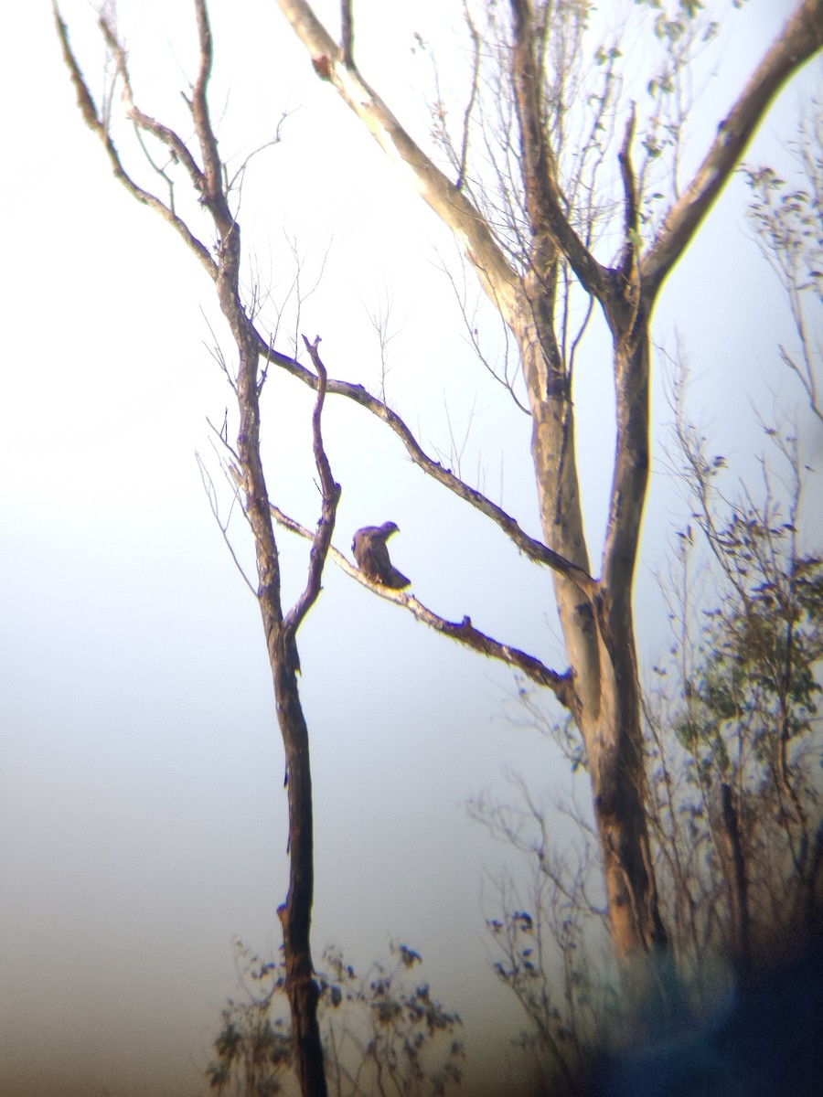 Common Buzzard - ML401406371