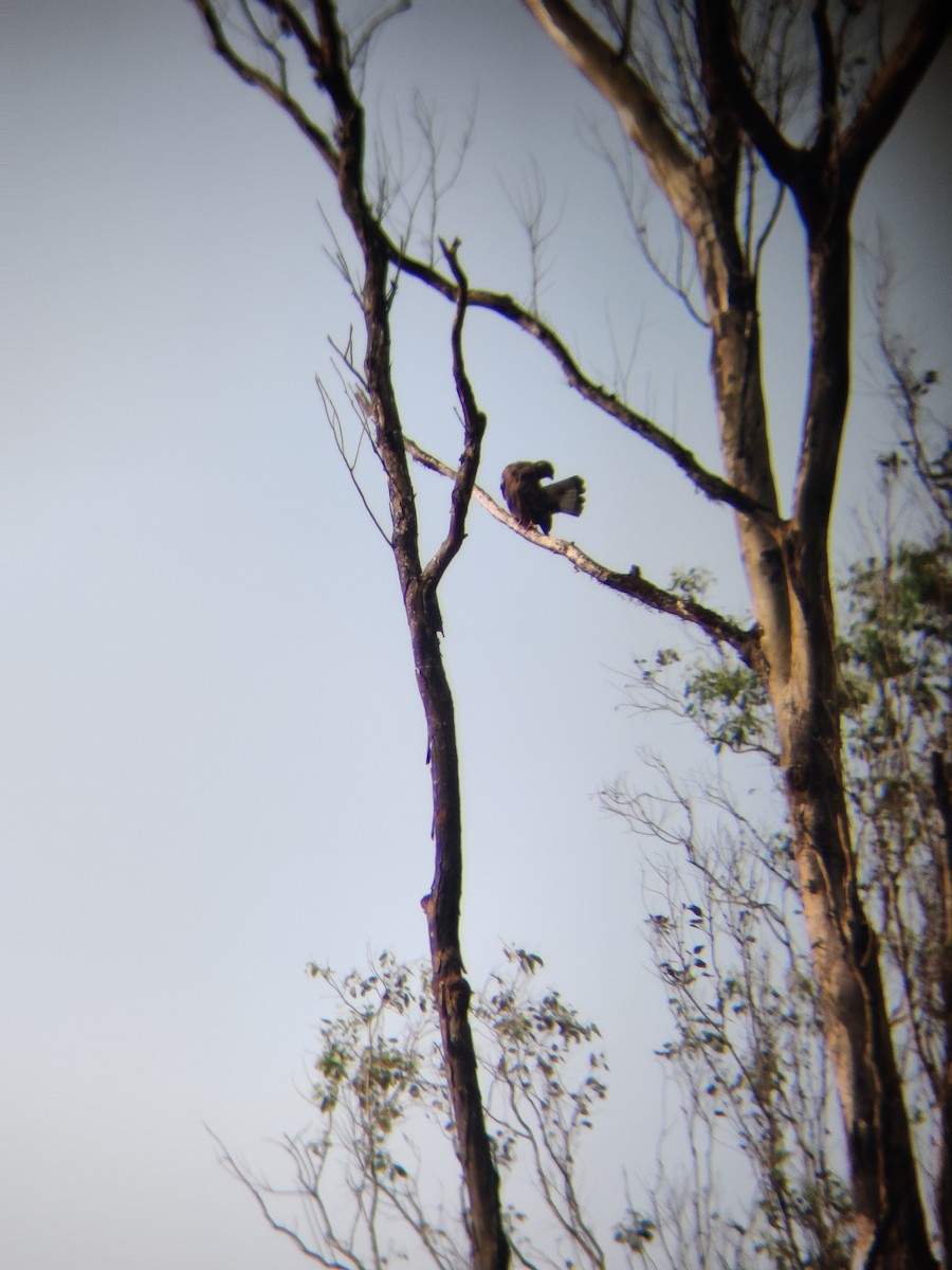 Common Buzzard - ML401406381