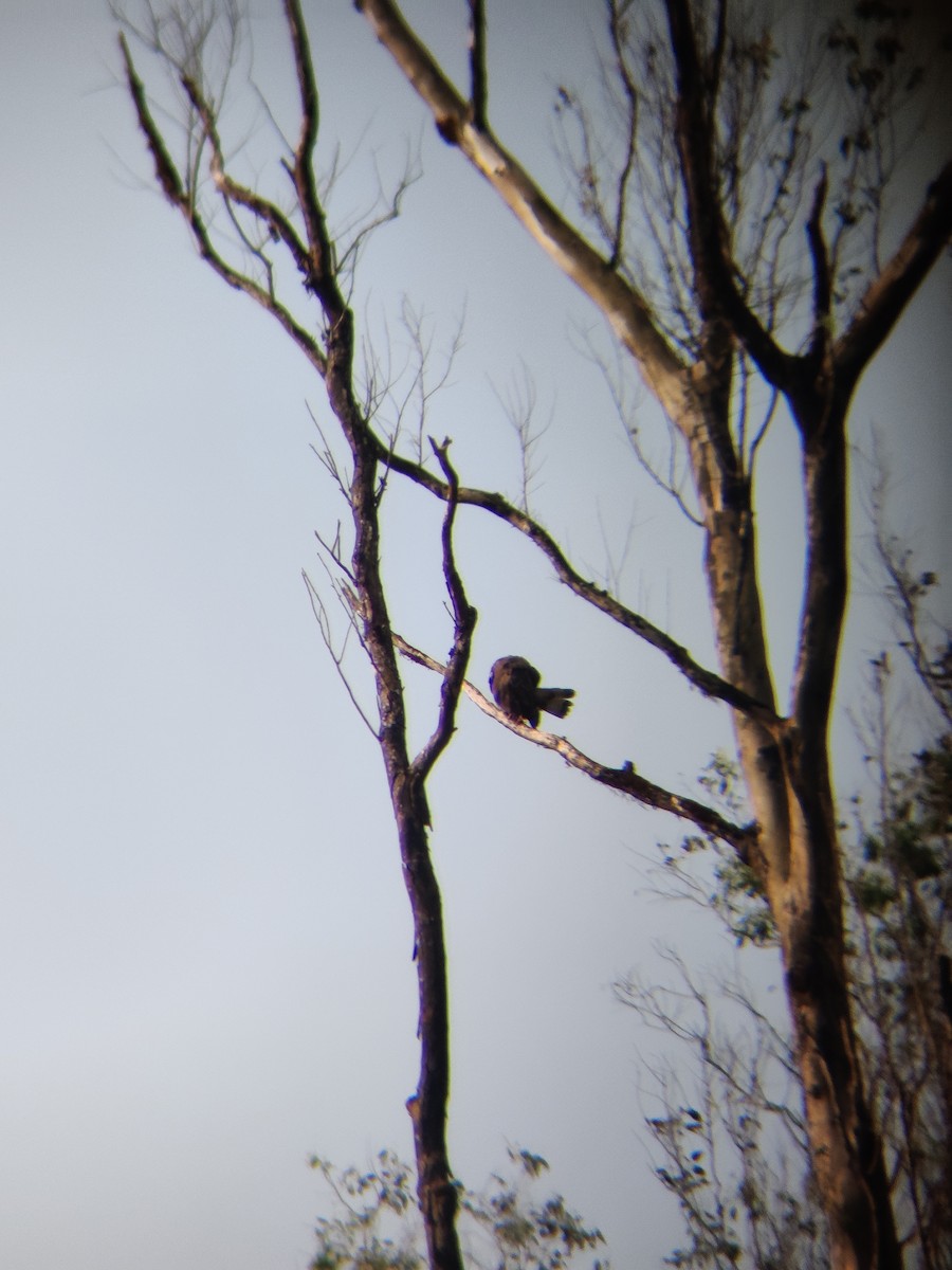 Common Buzzard - ML401406391