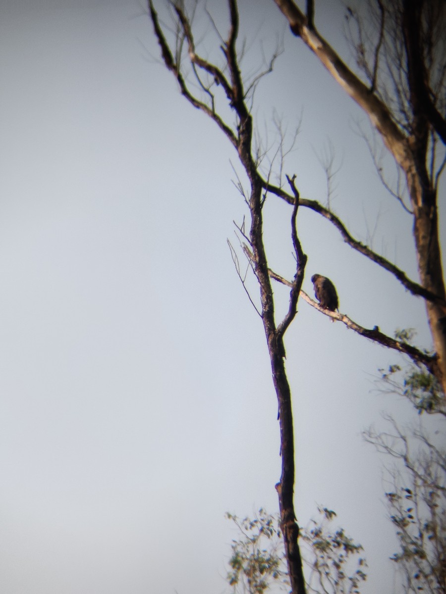 Common Buzzard - ML401406401