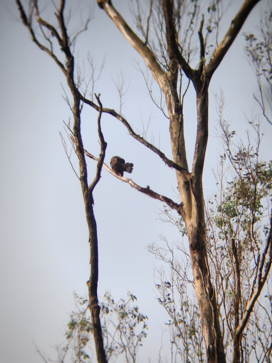 Common Buzzard - ML401406411