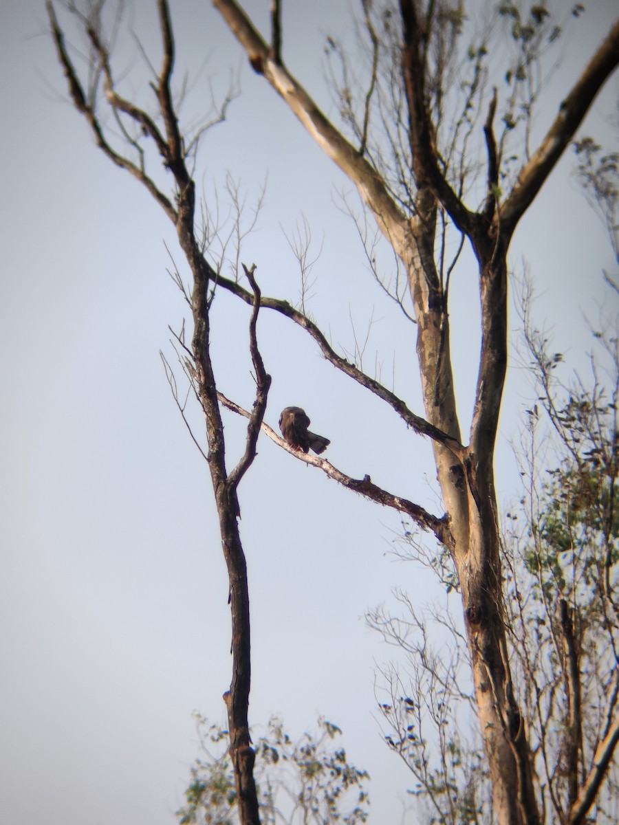 Common Buzzard - ML401406421