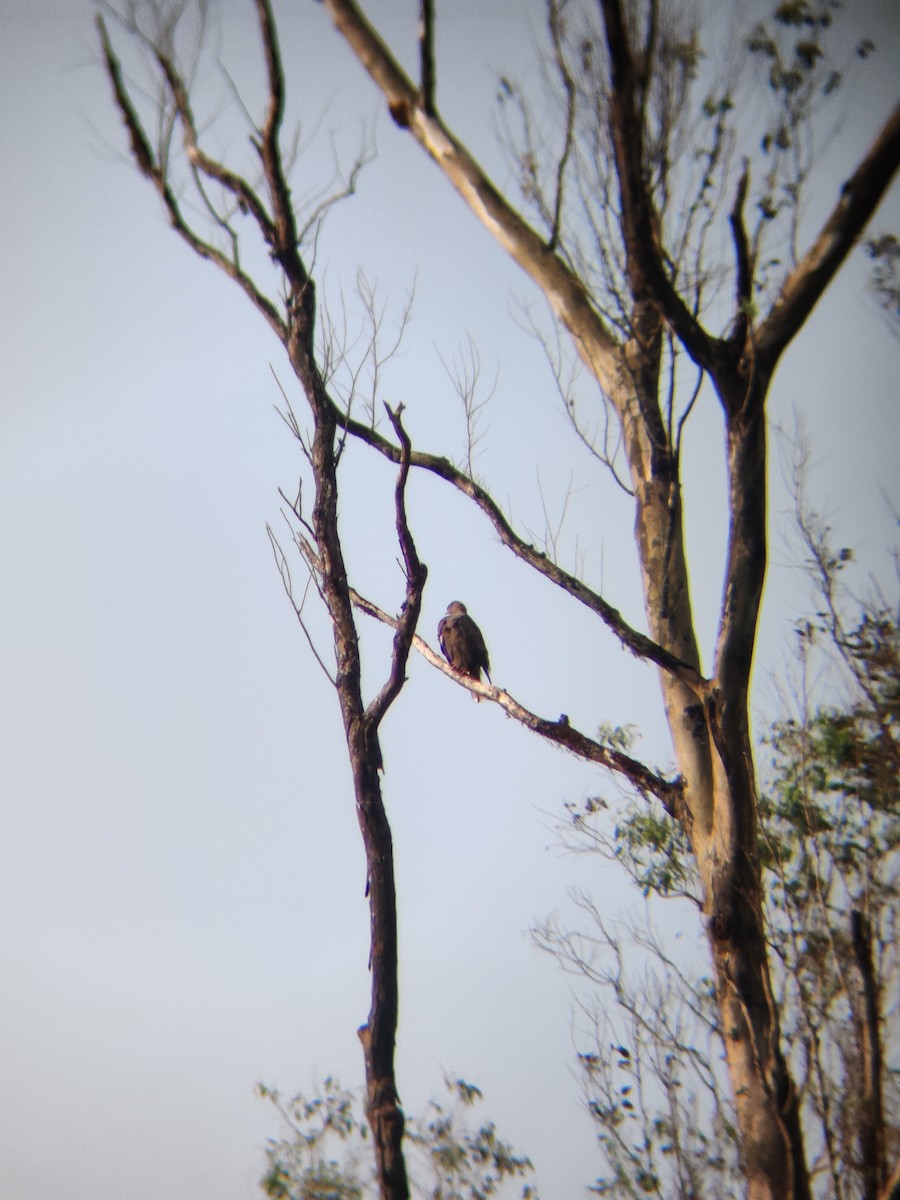 Common Buzzard - ML401406431