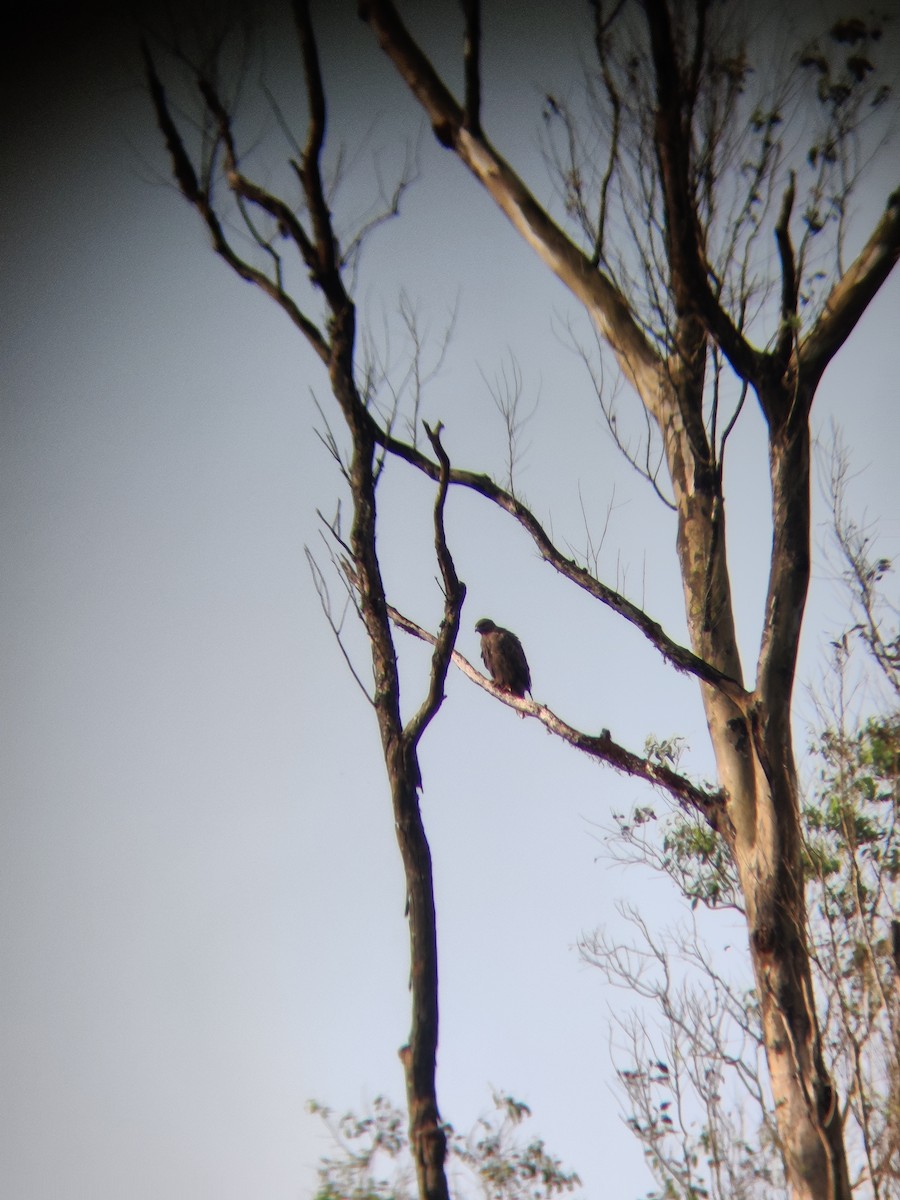 Common Buzzard - ML401406441