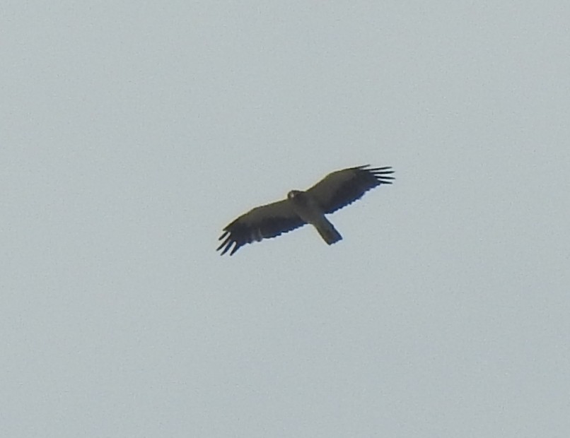 Booted Eagle - ML401406671