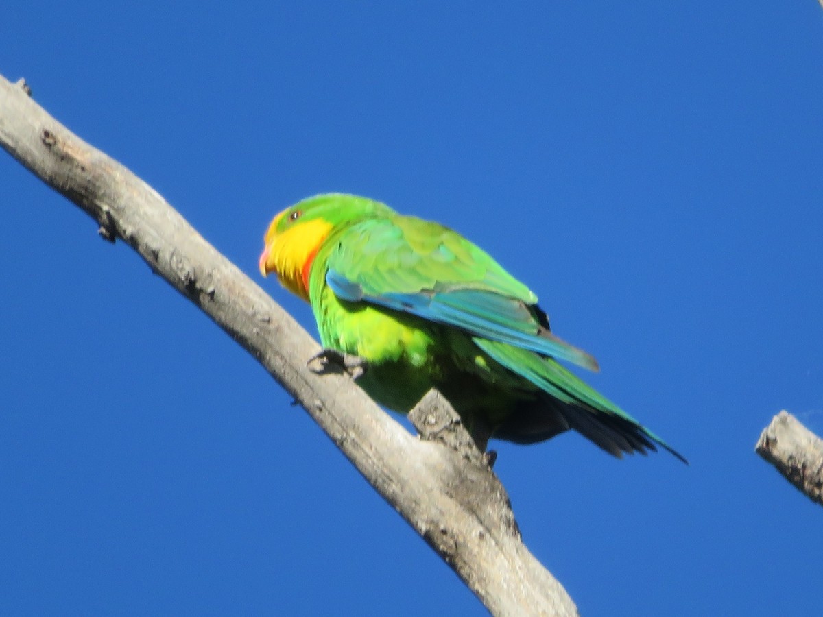 Harika Renkli Papağan - ML401406951