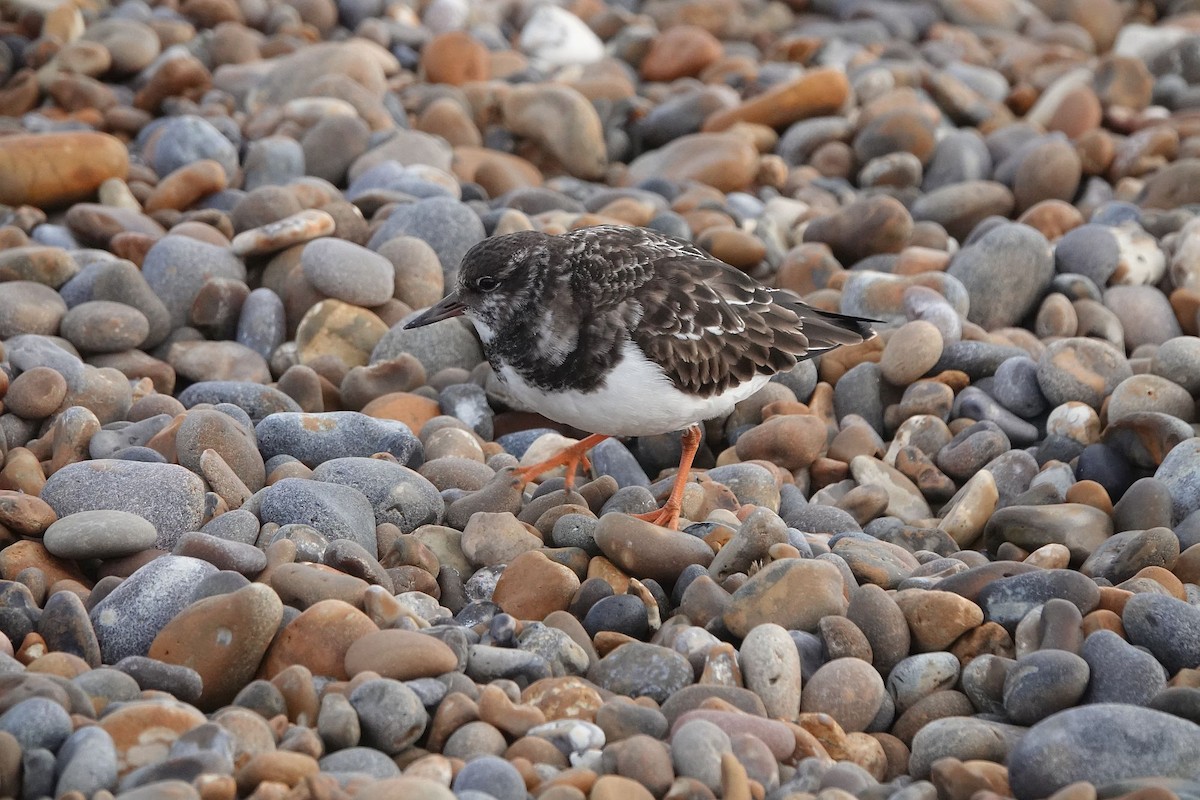 Ruddy Turnstone - ML401408281