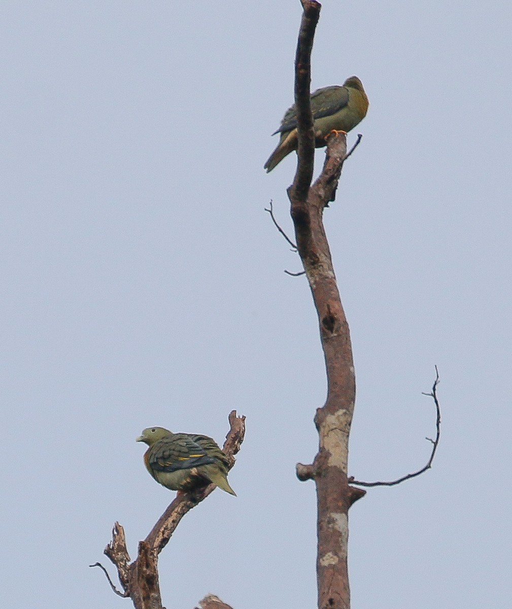 Large Green-Pigeon - ML401408831