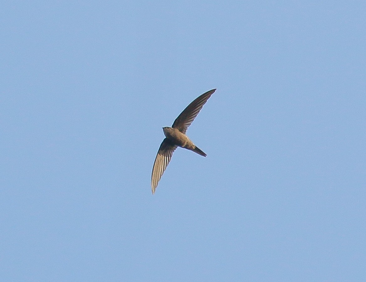 Asian Palm Swift - Neoh Hor Kee