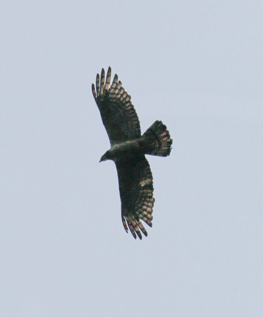 Oriental Honey-buzzard - Neoh Hor Kee