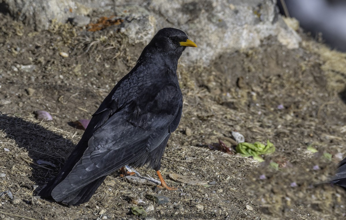 Yellow-billed Chough - Amitabha Majumder