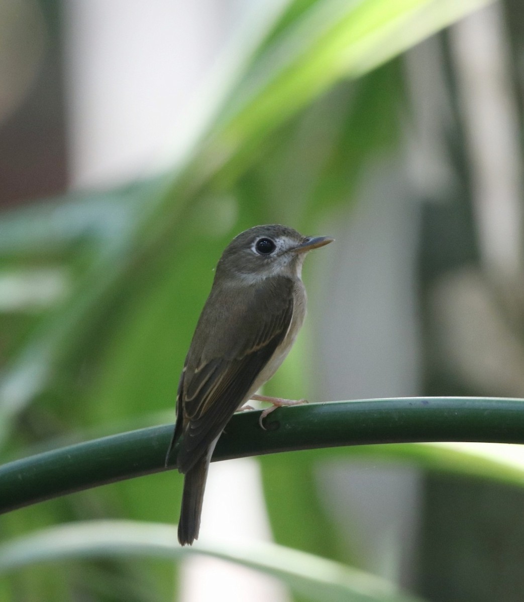 Brown-breasted Flycatcher - ML401410751