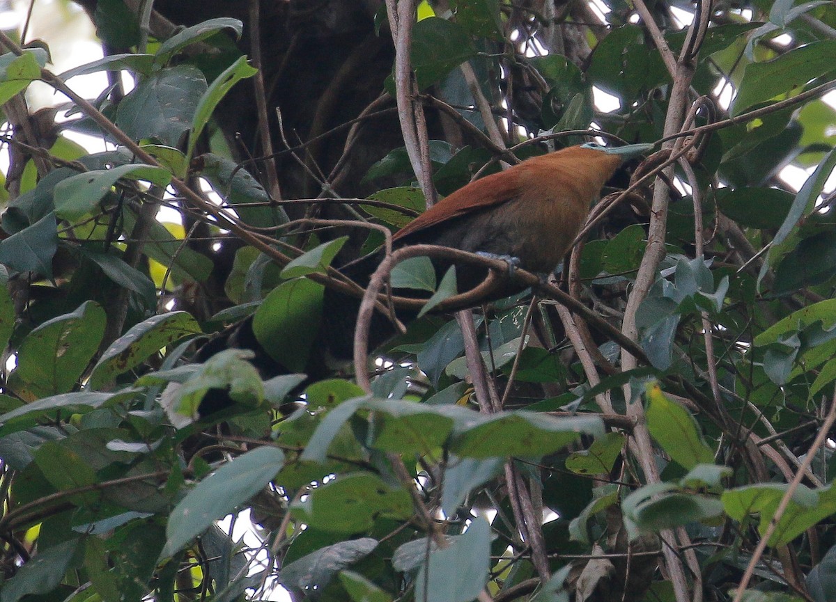 Raffles's Malkoha - ML401411411