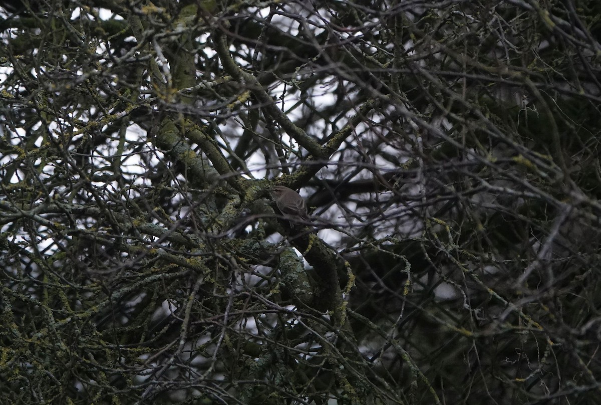 Common Chiffchaff (Siberian) - ML401412391