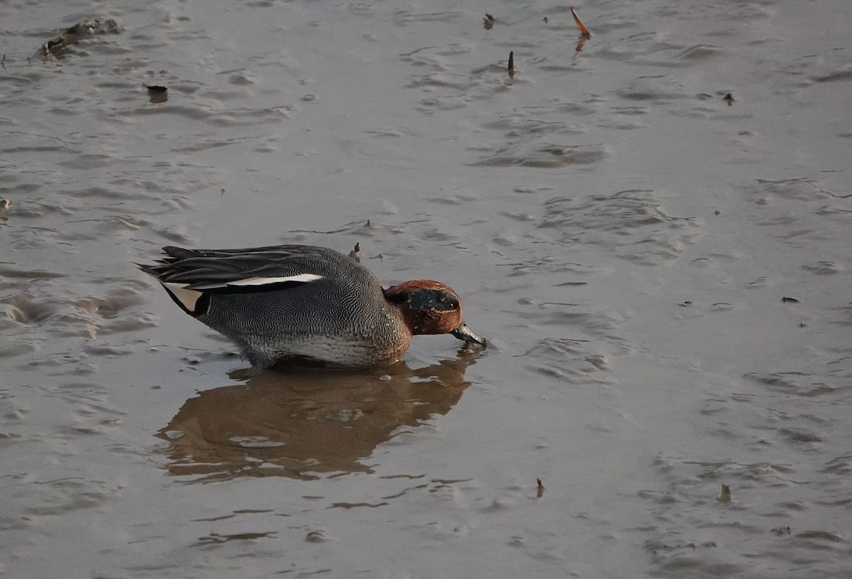 Green-winged Teal (Eurasian) - ML401412421