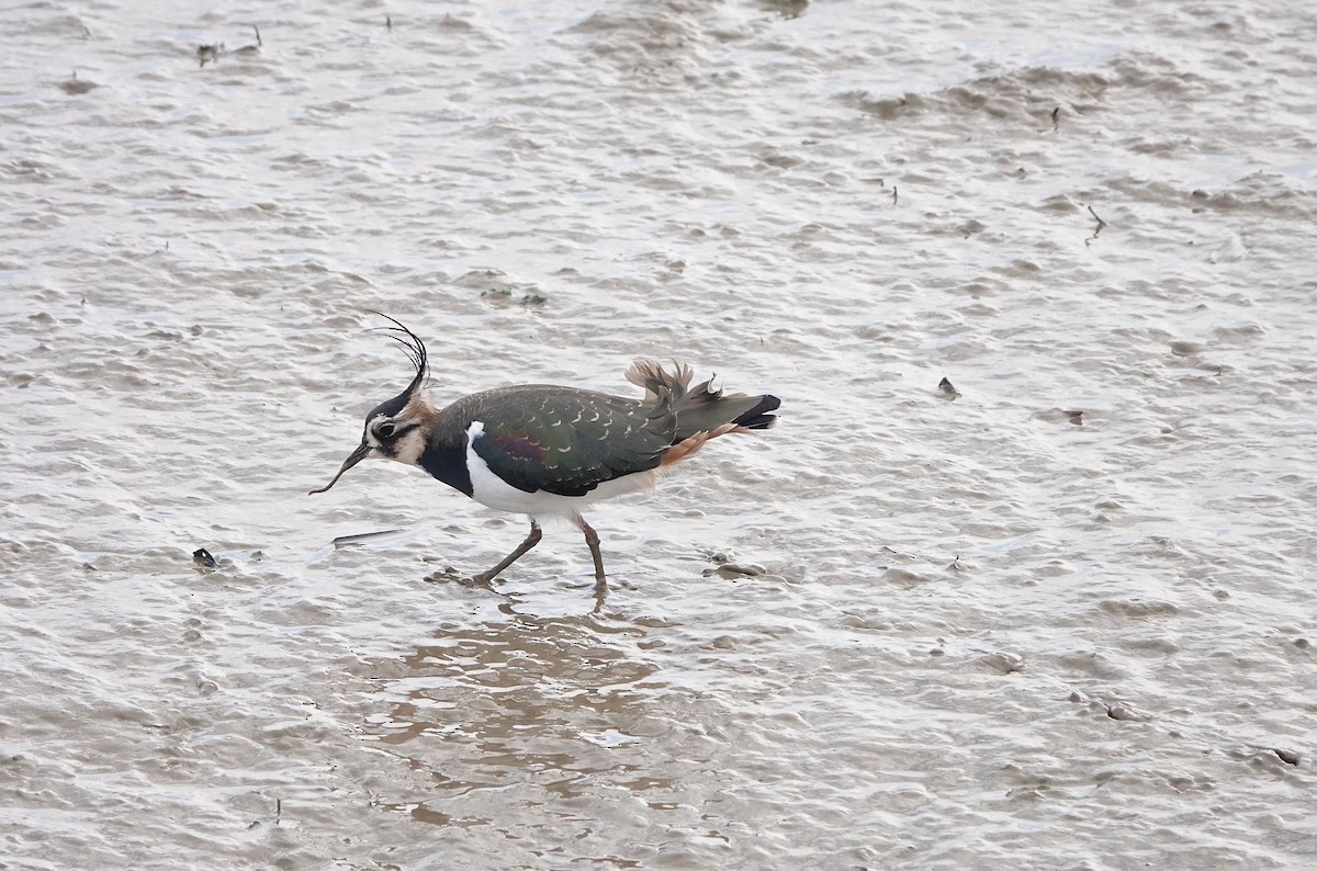 Northern Lapwing - ML401412441