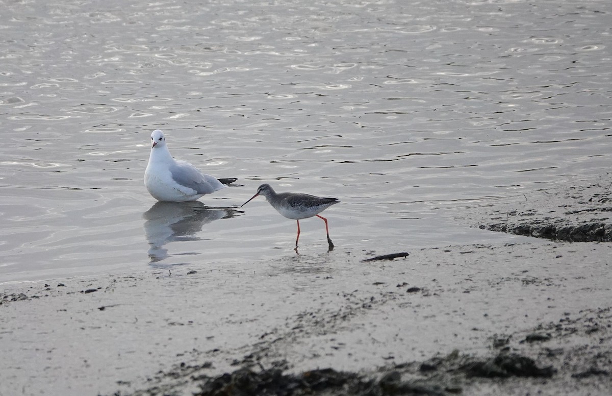 Spotted Redshank - ML401412461
