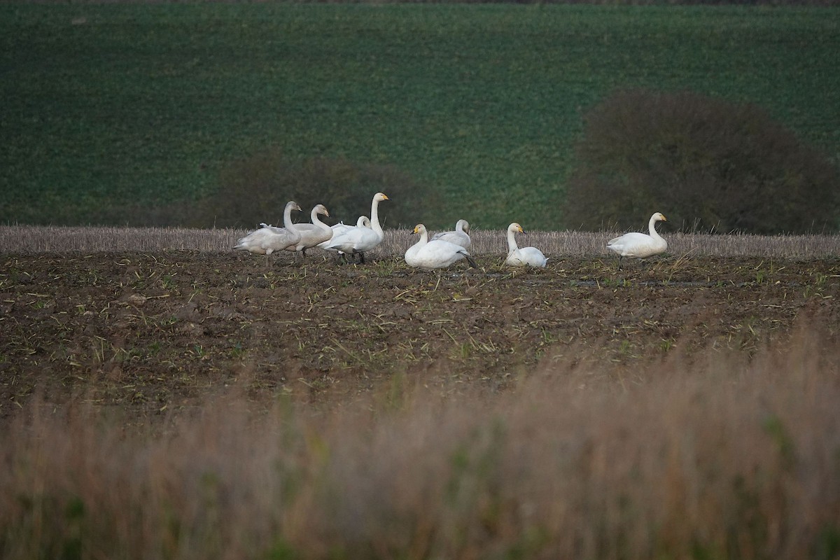 Whooper Swan - ML401412491