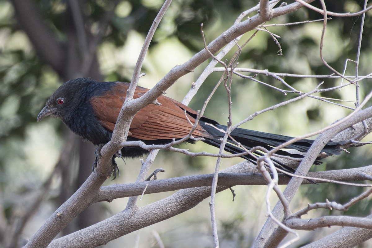 Greater Coucal - ML401412671