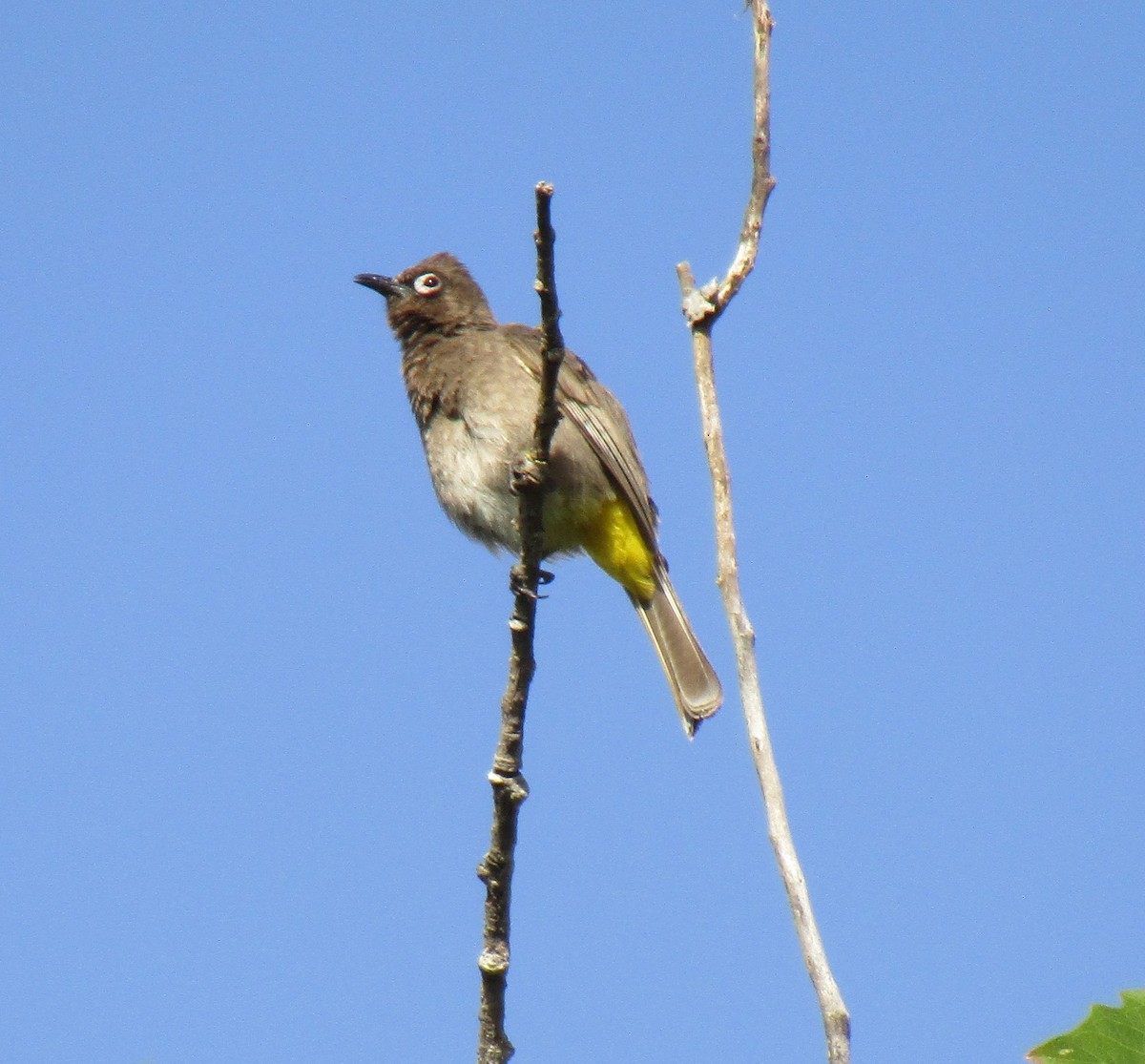 Bulbul du Cap - ML401412881