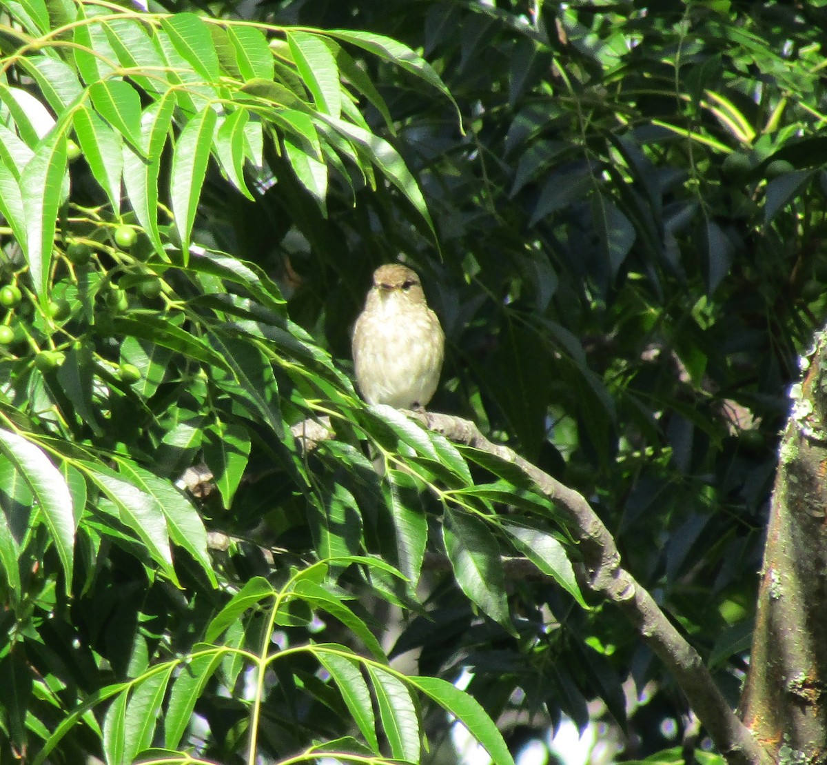 African Dusky Flycatcher - ML401412891