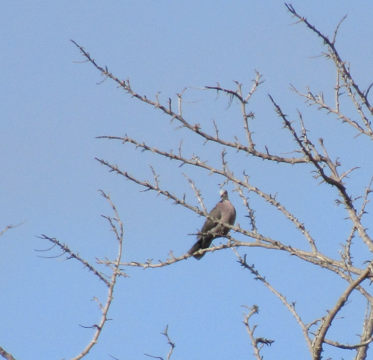 Red-eyed Dove - ML401412921