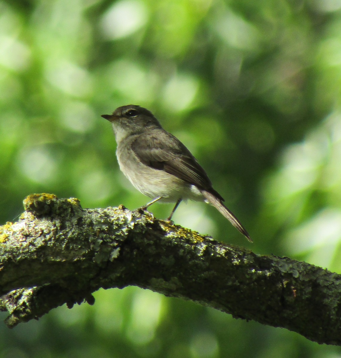 African Dusky Flycatcher - Gareth Bain