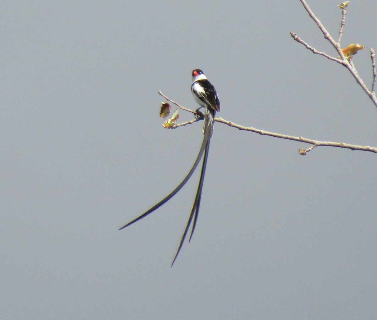 Pin-tailed Whydah - ML401413731