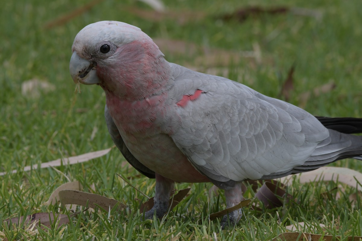 Gül Rengi Kakadu - ML401416671