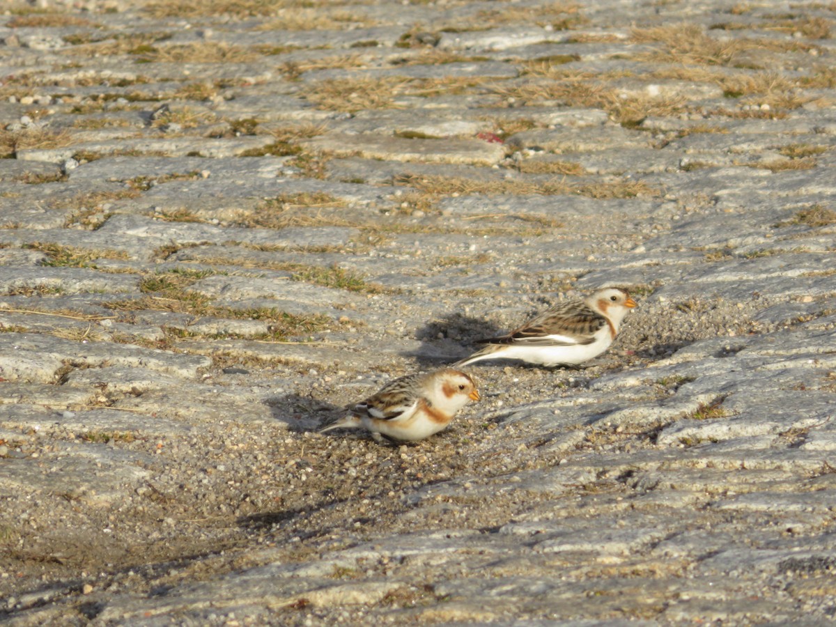 Snow Bunting - ML401416971