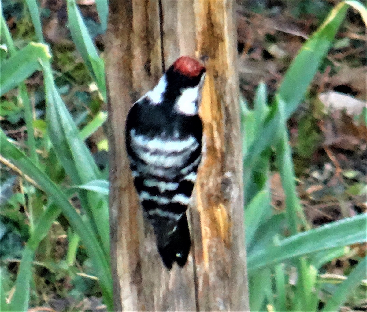 Lesser Spotted Woodpecker - ML401417611