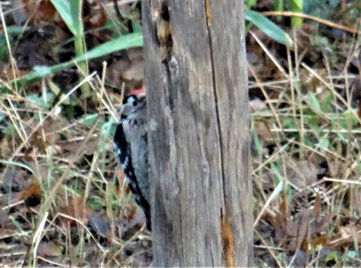 Lesser Spotted Woodpecker - ML401417631