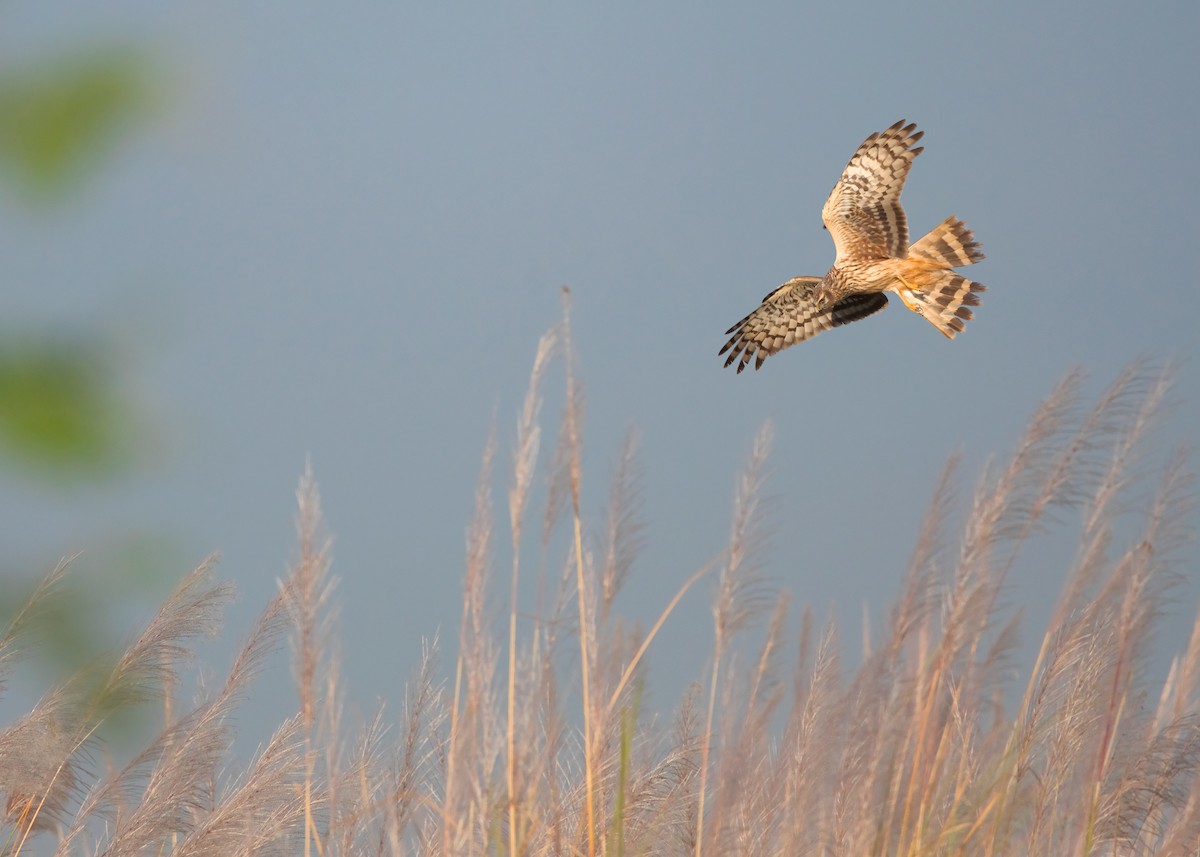 Hen Harrier - ML401417821